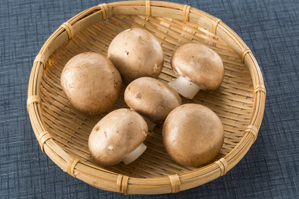 Mushroom　 Fungus　Harvest, — Stock Photo, Image